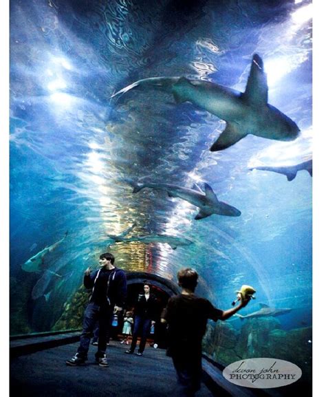 Adventure Aquarium | Places to visit, Trip, Day trips