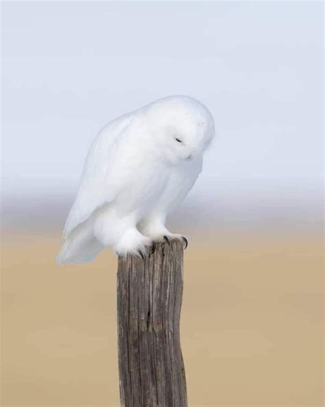 Pin by Sepi on Birds of a Feather | Beautiful birds, Snowy owl, Snow owl