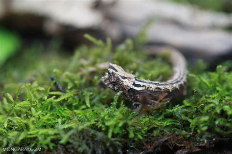 Domergue's Leaf Chameleon (Brookesia thieli) [madagascar_0424]