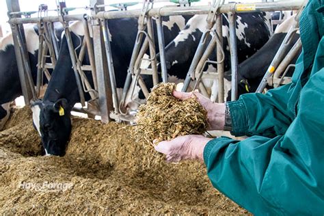 Pairing up alfalfa and corn silage | Hay and Forage Magazine