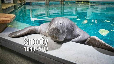 World's oldest-known manatee dies after tragic accident - Pet Rescue Report