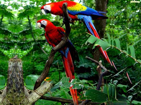 Stunning Scarlet Macaw HD Wallpaper