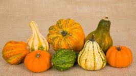 Gourds And Pumpkins Free Stock Photo - Public Domain Pictures
