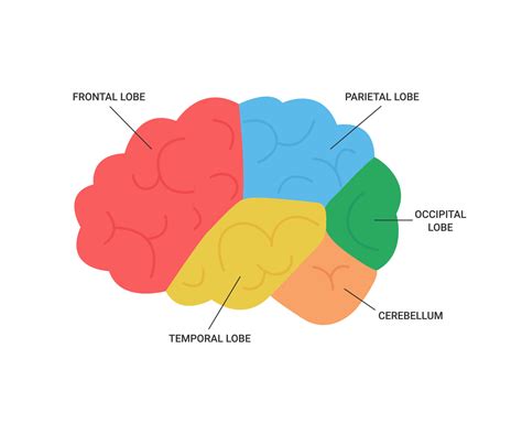 Lobes of brain human side view, medical anatomy. Different areas of brain, frontal, parietal ...