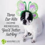 Ear Mites: What They Are and How to Prevent Them [FAQ] « Wondercide Blog