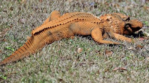 Crocodiles and gharials are getting bizarre orange…