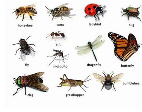 Classification of animals into invertebrate animals and vertebrate animals