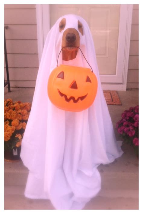 Easy ghost dog costume! White sheet and a plastic trick-or-treat pail..voila! | Cute dog ...