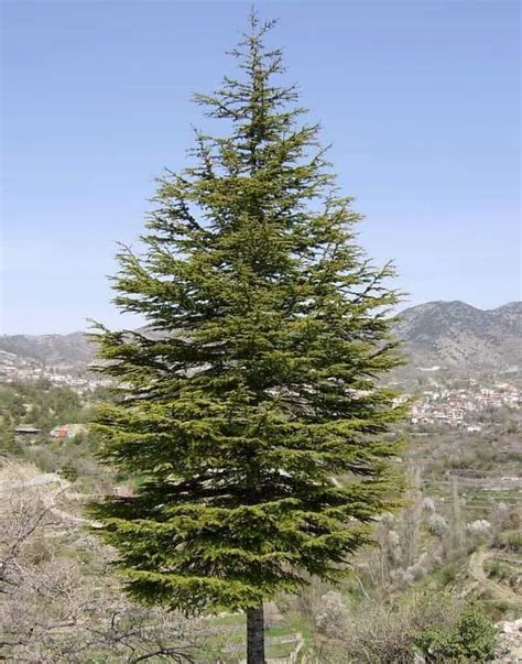 17 Different Types of Evergreen Cedar Trees With Pictures - Conserve Energy Future | Cedar trees ...