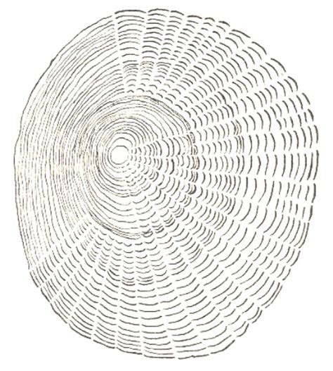 cycloid scale