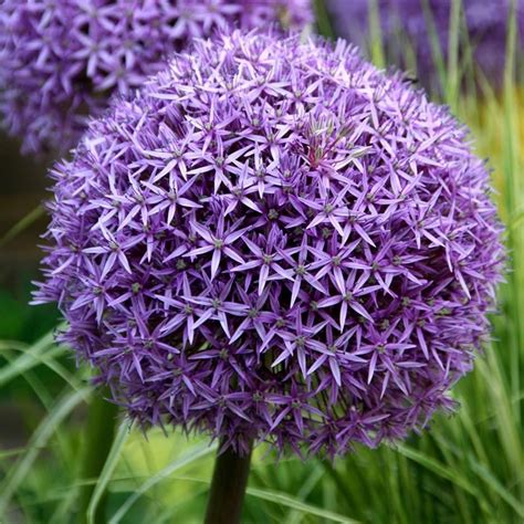 Giant Allium Bulbs- Globemaster, tiny star-shape 8 inch flowers that forms a perfect globe. Easy ...