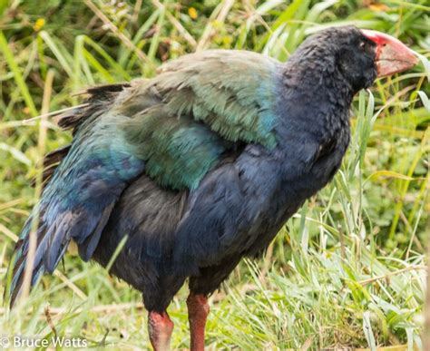 Takahe - Zealandia Sanctuary, Wellington