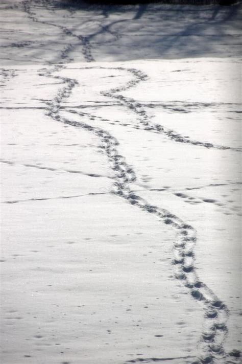 Content in a Cottage: Footprints in the Snow
