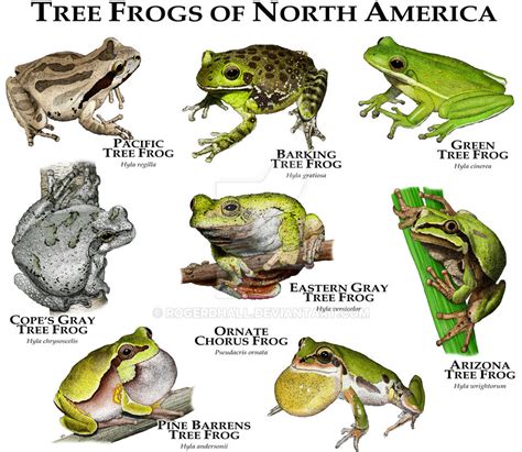 Tree Frogs of North America by rogerdhall on DeviantArt