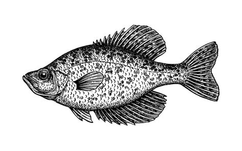 Crappie. Freshwater fish. Ink sketch isolated on white background. Hand drawn vector ...