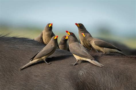 Oxpecker - A-Z Animals