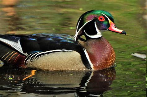 Last Chance Wood Ducks - Iowa Wildlife Federation