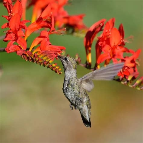 Amazon.com : CHUXAY GARDEN Red Crocosmia 'Lucifer' Seed 10 Seeds Rare ...