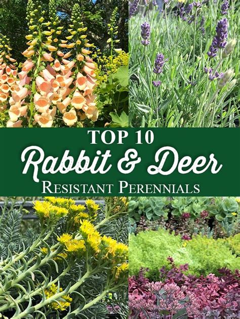 Top 10 Rabbit & Deer Resistant Perennials – Crocker Nurseries