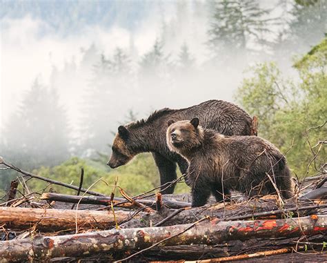 Sneak peek of Best Wildlife Photography 2016 | Canadian Geographic