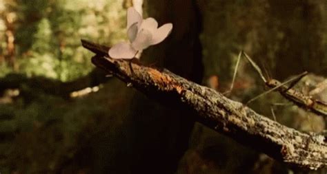 Insect Tree GIF - Insect Tree Branch - Discover & Share GIFs