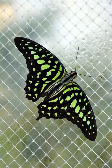 Neon Green Butterfly - Free photo on Pixabay