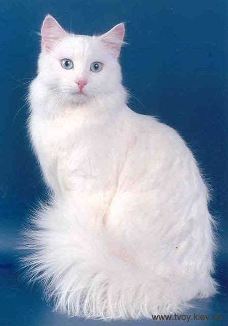 54 best Angora cat images on Pinterest | Angora cats, Kawaii cat and Kitty cats