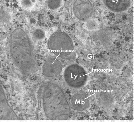 Lysosomes and Peroxisomes | Celebrate Cytochemistry | Gwen V. Childs, Ph.D.