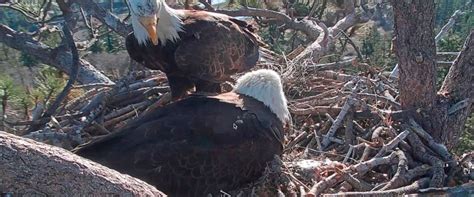 2 Big Bear bald eagle chicks hatch on livestream - ABC News