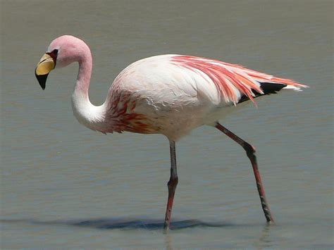 James's flamingo - Wikipedia