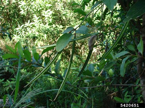 Asian pigeonwings (Clitoria ternatea)