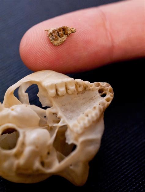 Tiny Primate Sported Earliest Fingernails | Live Science