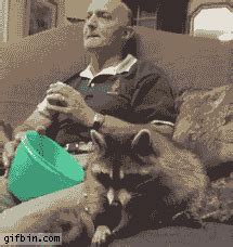 Raccoon Eating GIF - Find & Share on GIPHY