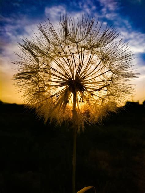 The Dandelion Of A Sunset Photography by Nico Goussetis | Saatchi Art