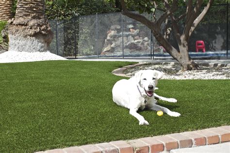 Pet Artificial Grass Installation - Green-R Turf Landscapes- (951) 532-2861