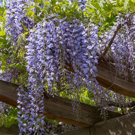 Seeds of Chinese Wisteria - WISTERIA SINENSIS - The Original Garden