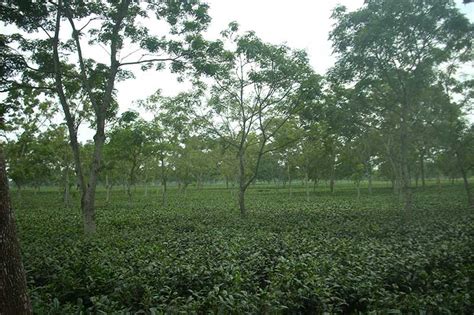 Certified Tea Gardens In West Bengal - Narendra Tea Company