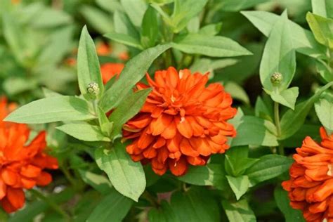 The Amazing Zahara Zinnia: Everything You Need to Know - Minneopa Orchards