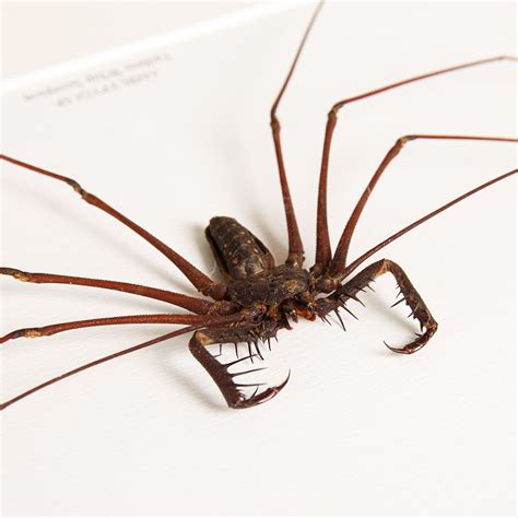 Tailless Whip Scorpion In Box Frame (Amblypygi sp)