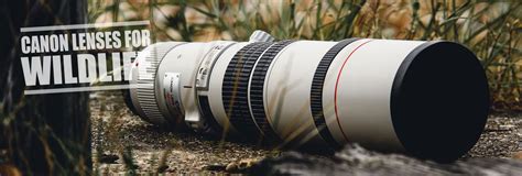 Best Canon Lenses for Wildlife Photography- Ultimate Guide (April 2018)