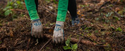 ECOLOGICAL RESTORATION | College of Forestry