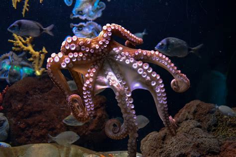 Interesting facts about Octopus Biology | Petlife