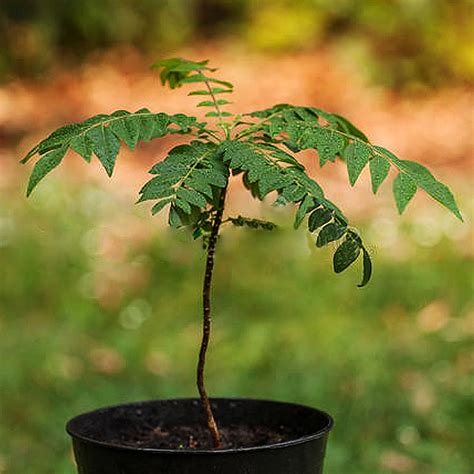 Plants, Seeds & Bulbs 100Pcs Curry Leaf Tree Seeds Murraya koenigii Kitchen Kari Patta limbdo ...