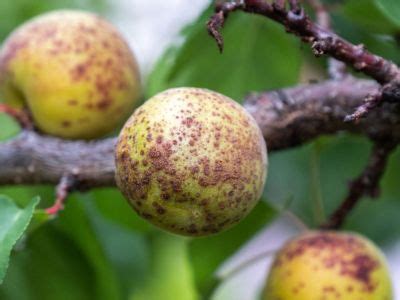 Common Apricot Problems - How To Identify Apricot Tree Diseases