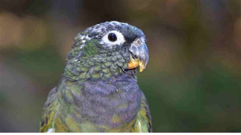 A guide on How to care for your Pionus Parrots - Miles with Pets