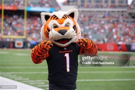 228 Cincinnati Bengals Mascot Photos & High Res Pictures - Getty Images