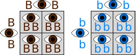 What is Homozygous? - Definition, Traits & Example | Study.com