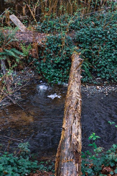 Log bridge in forest stock image. Image of branches - 116436117