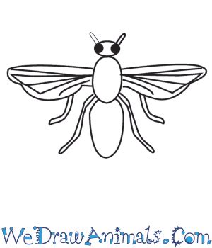 How to Draw a Fly