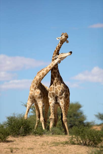 100+ Two Male Of Giraffe Fighting Stock Photos, Pictures & Royalty-Free Images - iStock